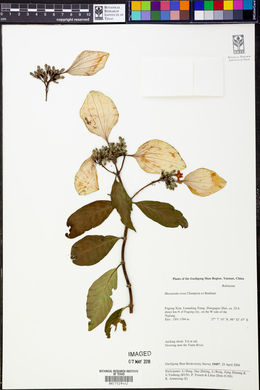 Mussaenda erosa image