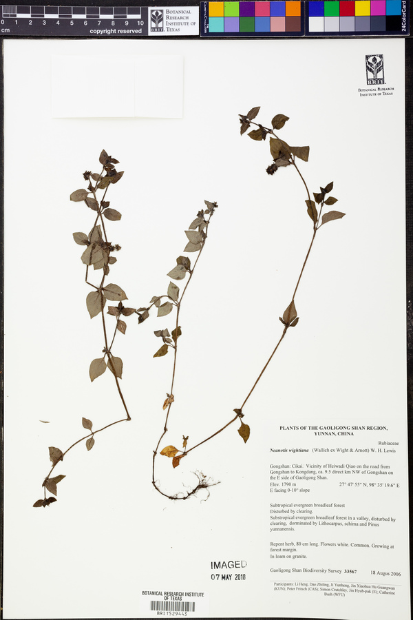 Neanotis wightiana image