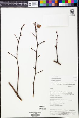 Image of Sorbus aronioides