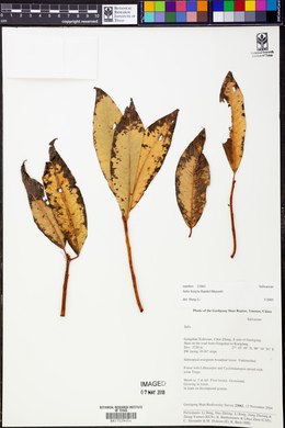 Image of Salix bistyla