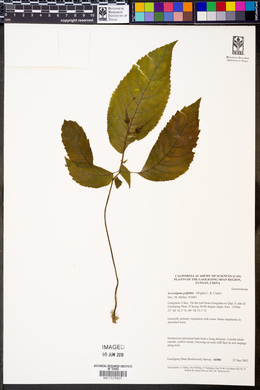 Loxostigma griffithii image