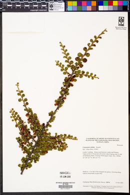 Image of Cotoneaster nitidus