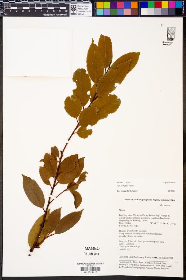 Ilex cyrtura image