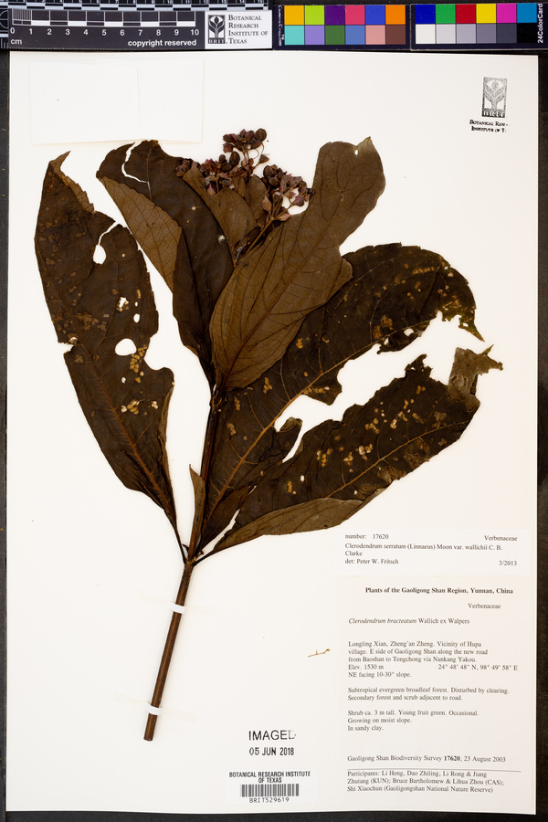 Rotheca serrata image