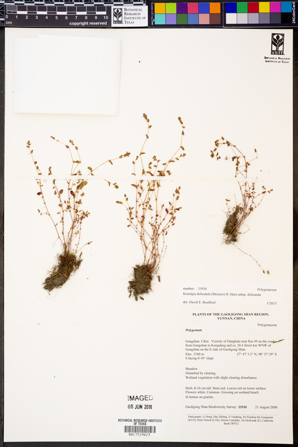 Koenigia delicatula subsp. delicatula image