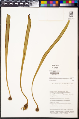 Haplopteris taeniophylla image