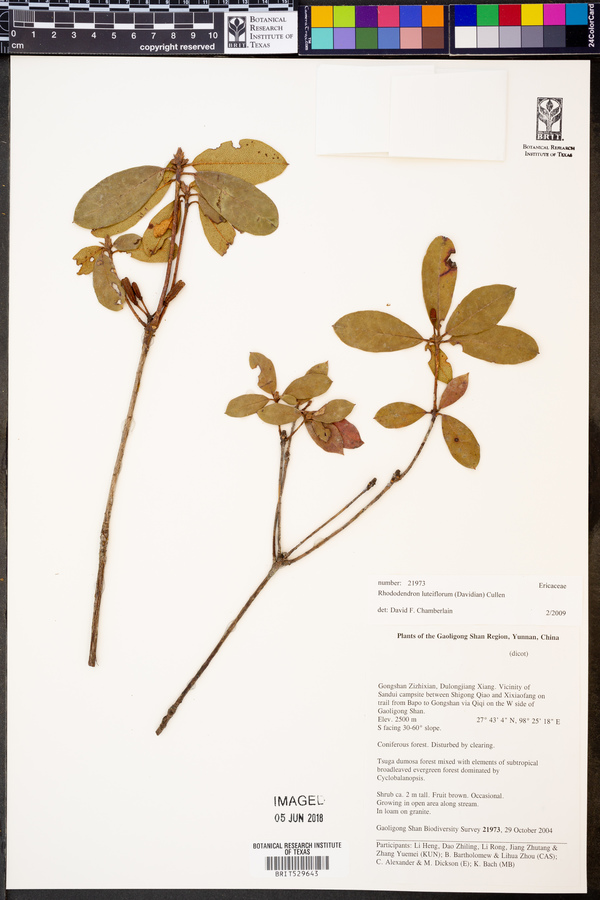 Rhododendron luteiflorum image