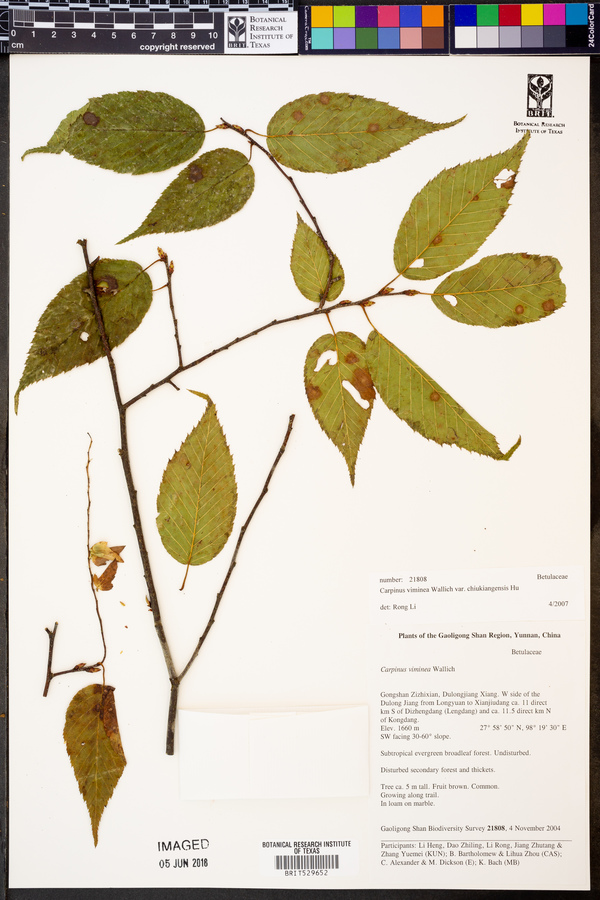 Carpinus viminea var. chiukiangensis image