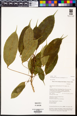 Image of Merrilliopanax listeri