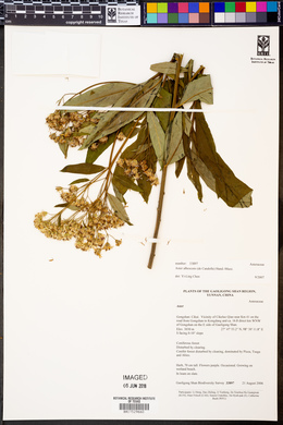 Aster albescens image