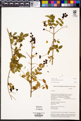 Ligustrum delavayanum image