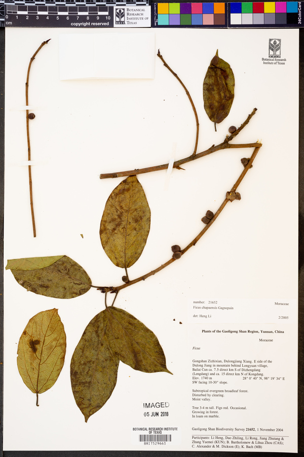 Ficus chapaensis image