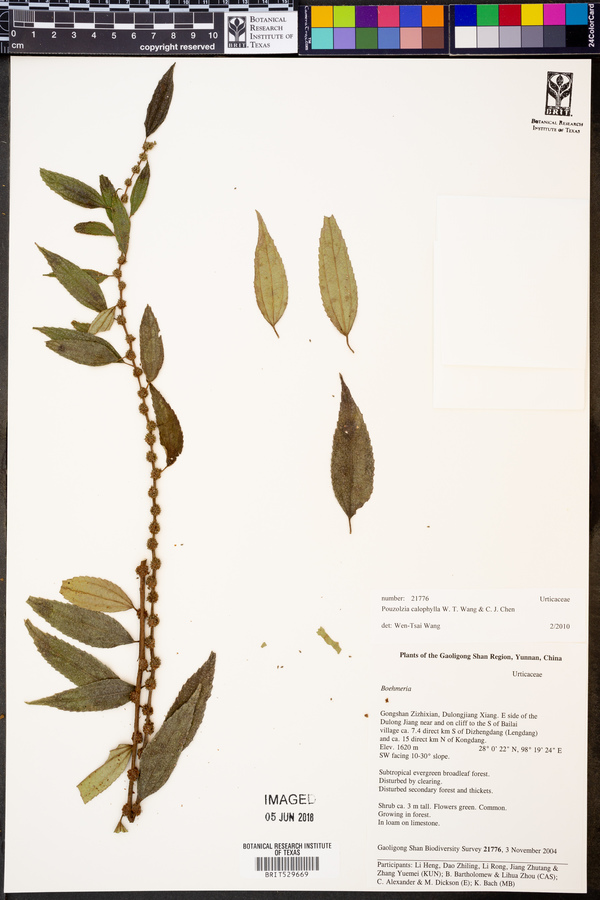 Pouzolzia calophylla image
