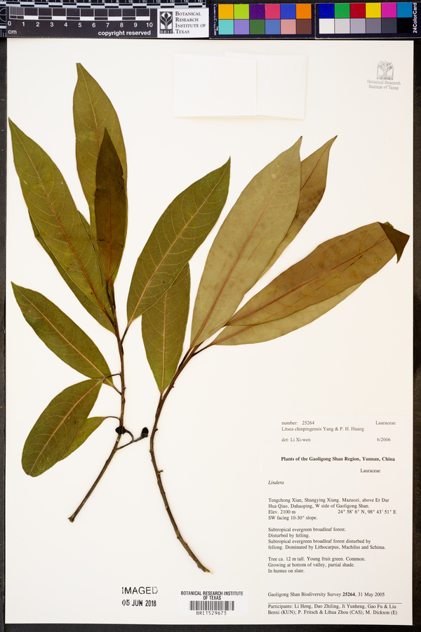 Litsea chinpingensis image