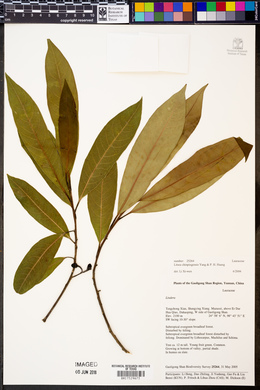 Image of Litsea chinpingensis