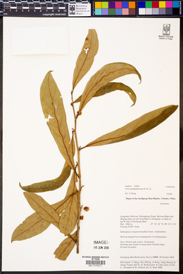 Litsea gongshanensis image