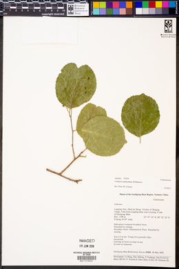 Celastrus paniculatus image