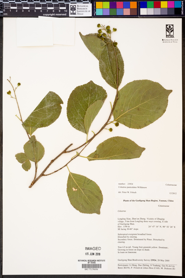 Celastrus paniculatus image