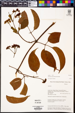 Jasminum lanceolarium image