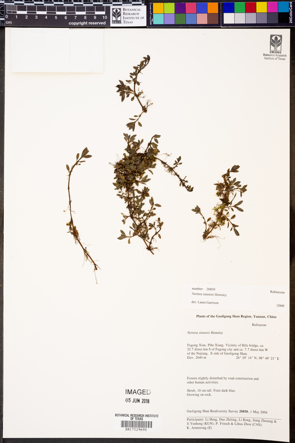 Nertera sinensis image