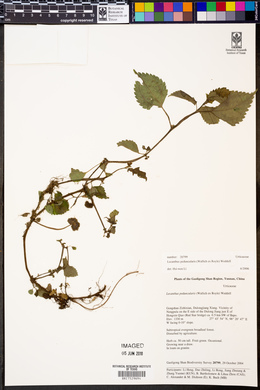 Lecanthus peduncularis image