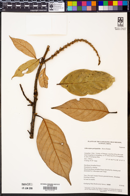 Lithocarpus pachyphyllus image