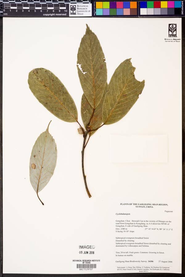 Cyclobalanopsis image