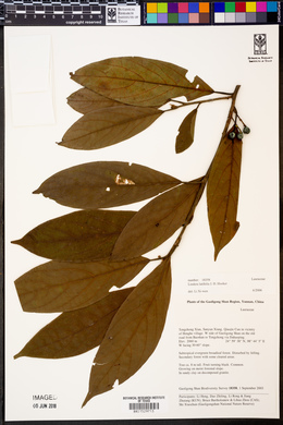 Lindera latifolia image