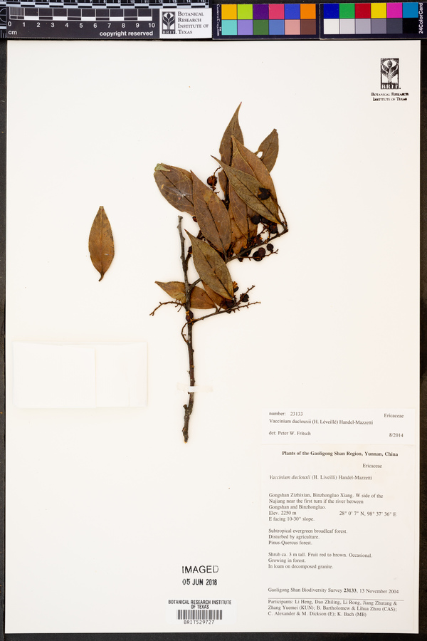 Vaccinium duclouxii image