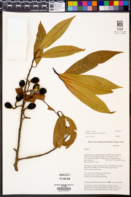 Litsea chinpingensis image