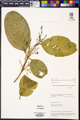 Melicope burmahia image