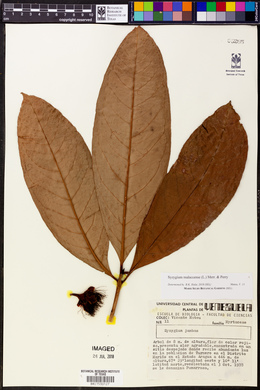 Syzygium malaccense image