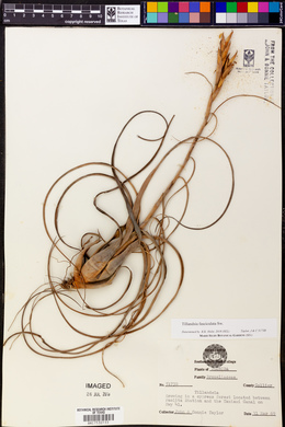 Tillandsia fasciculata image