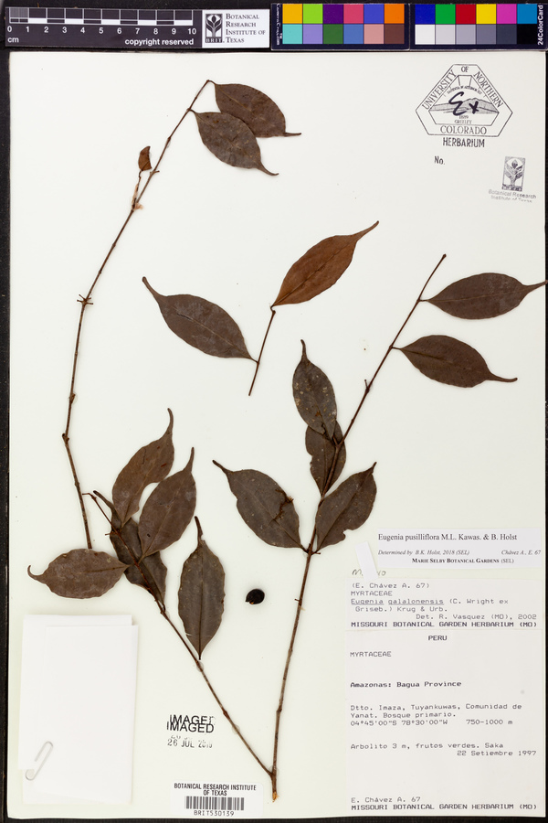 Eugenia pusilliflora image