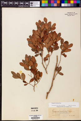 Eugenia foetida image