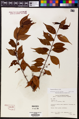 Eugenia biflora image