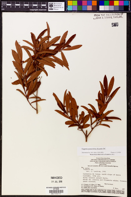 Eugenia punicifolia image