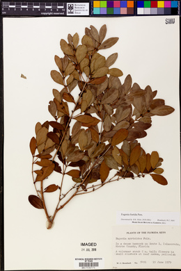 Eugenia foetida image