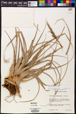 Tillandsia variabilis image