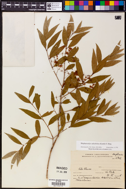 Blepharocalyx salicifolius image