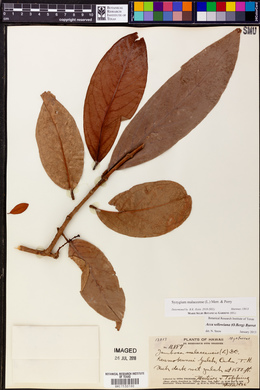 Syzygium malaccense image