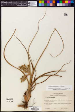 Tillandsia pseudobaileyi image