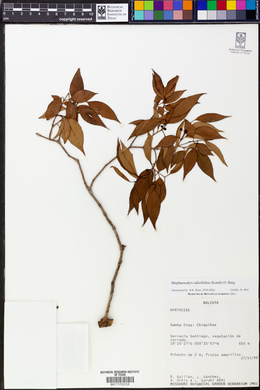 Blepharocalyx salicifolius image