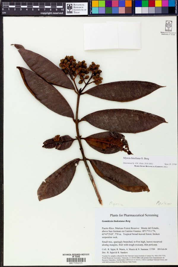 Gomidesia lindeniana image