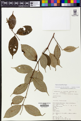 Myrcia minutiflora image