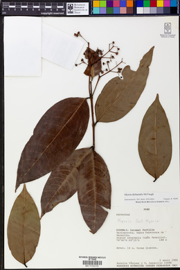 Myrcia dichasialis image