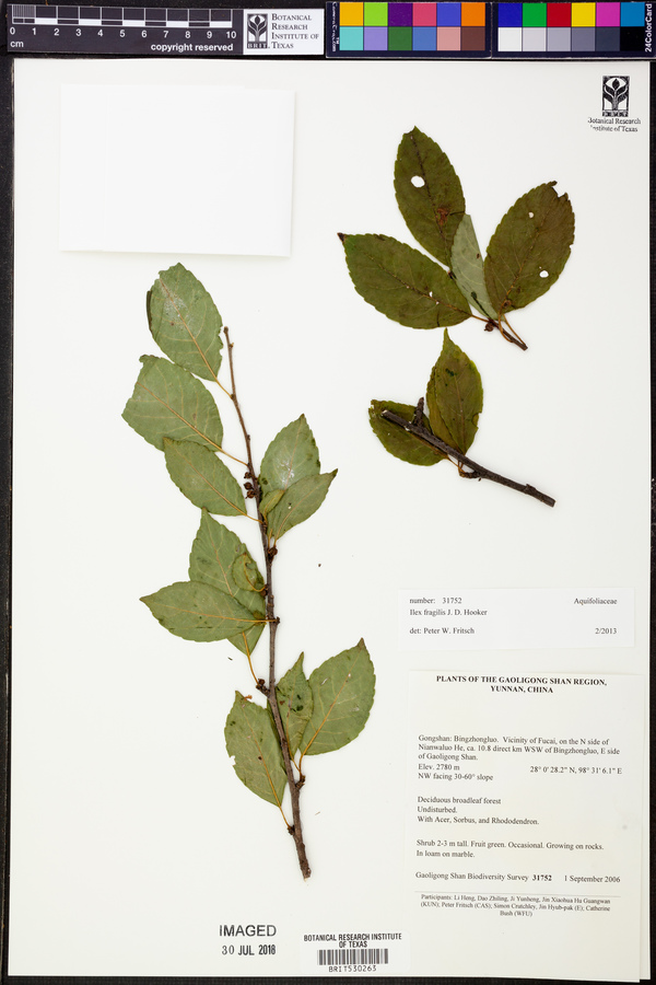 Ilex fragilis image