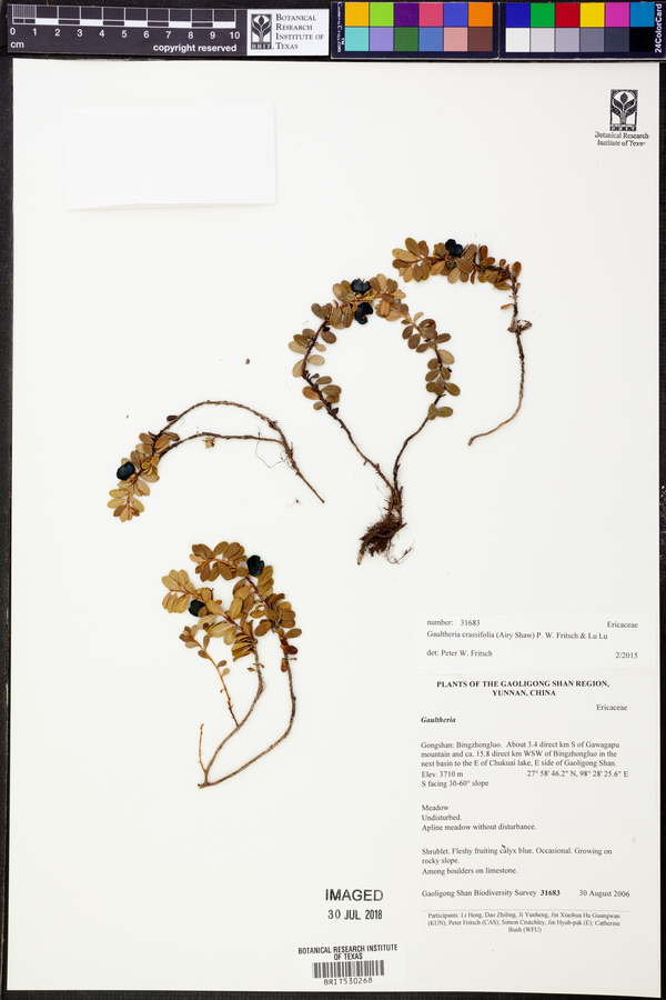 Gaultheria crassifolia image