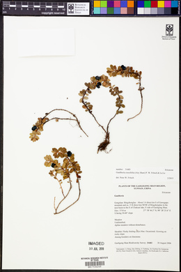 Image of Gaultheria crassifolia
