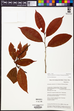 Magnolia cathcartii image